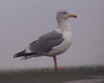 Thayer's Gull - 1/27/09 - Mayer State Park, OR