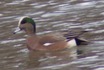 American Wigeon - 01/27/09 - Mayer State Park, OR