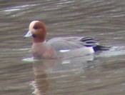Eurasian Wigeon - 01/27/09 - Mayer State Park, OR