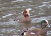 Eurasian Wigeon (with American Wigeon) - 01/27/09 - Mayer State Park, OR
