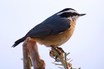 Red-breasted Nuthatch