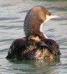 Pacific Loon