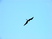 Ascension Island Frigatebird