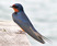 Barn Swallow