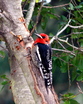 Red-breasted Sapsucker