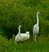 Two Snowy Egrets with a Great Egret.
