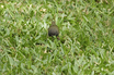 Black-faced Grassquit