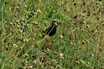 St. Lucia Black Finch