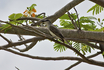 Gray Kingbird