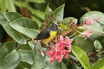 Bananaquit