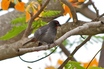 Lesser Antillean Bullfinch