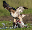 Red-tailed Hawk