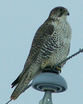 Gyrfalcon