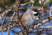 Boreal Chickadee
