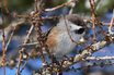 Boreal Chickadee