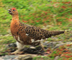 Willow Ptarmigan