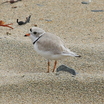 Piping Plover
