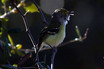White-eyed Vireo