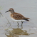 Least Sandpiper