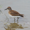 Least Sandpiper