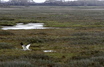 This shot I took yesterday, Feb. 21st, at the Aransas Wildlife Sanctuary which is the winter home of the whooping cranes.