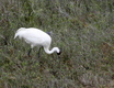 This one was also taken yesterday at the Aransas Wildlife Sanctuary.