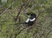 Magpie Shrike