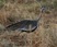 Black-bellied Bustard