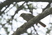 Arrow-marked Babbler