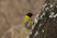 African Black-headed Oriole