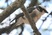 White-rumped Shrike