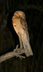 Northern Potoo