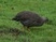 Cape Francolin