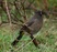 Cape Bulbul