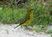 Brimstone Canary