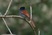 African Paradise-Flycatcher