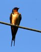 Barn Swallow