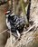 Hairy Woodpecker