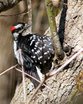 Hairy Woodpecker