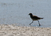 Least Sandpiper