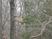 Red-tailed hawk sitting in a tree right outside my living room window on a very cold February morning.  My bird feeders are right below him.  