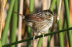Swamp Sparrow