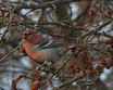 Pine Grosbeak