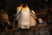 Emperor Penguin