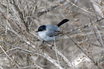 California Gnatcatcher