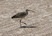 Bristle-thighed Curlew
