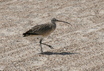 Bristle-thighed Curlew