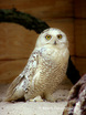 Snowy Owl