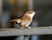 Bewick's Wren