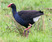 Purple Swamphen